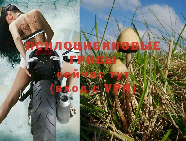 apvp Алзамай